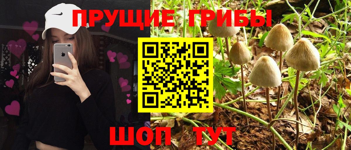 Узловая  Псилоцибиновые грибы Psilocybine cubensis  где купить   Вход с VPN 