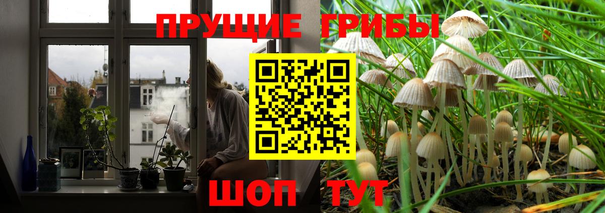 Псилоцибиновые грибы прущие грибы Узловая